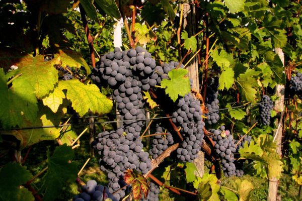 Fewer Grapes For South African Wine As El Nino Damages Harvest