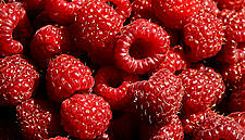 Serbia Becomes World’s Top Raspberry Producer