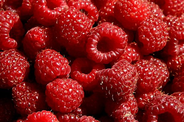 Serbia Becomes World’s Top Raspberry Producer