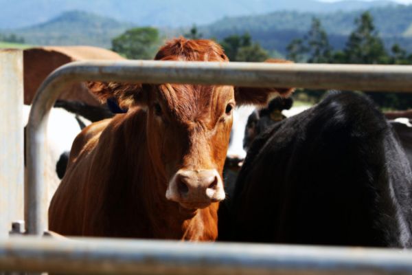 Micro-Chipped Cows Are Argentina's Next Move To Spur Exports