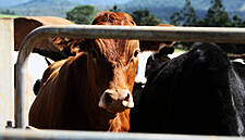 Fonterra Milk Price Forecast Falls Short of Expectations