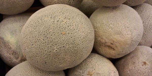 Spanish Cantaloupe Exports Equal 20 Per Cent Of Global Total