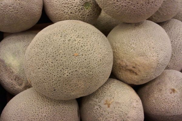 Spanish Cantaloupe Exports Equal 20 Per Cent Of Global Total