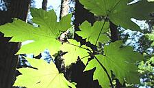 Carrefour Takes Part In Initiative To End Deforestation