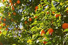 Edeka And WWF Join Forces For Sustainable Oranges