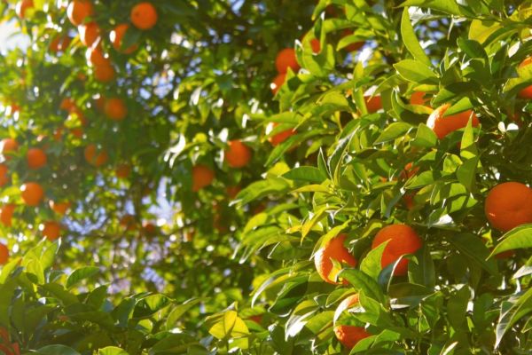 Edeka And WWF Join Forces For Sustainable Oranges