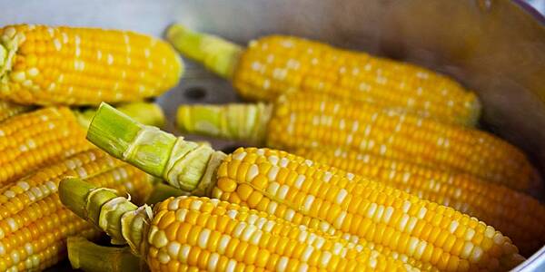 Corn Prices Tumble As Supply Outlook Improves In Top Exporters