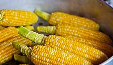 EU Re-Introduces Maize Import Tariff With €5.48 Per Tonne Levy