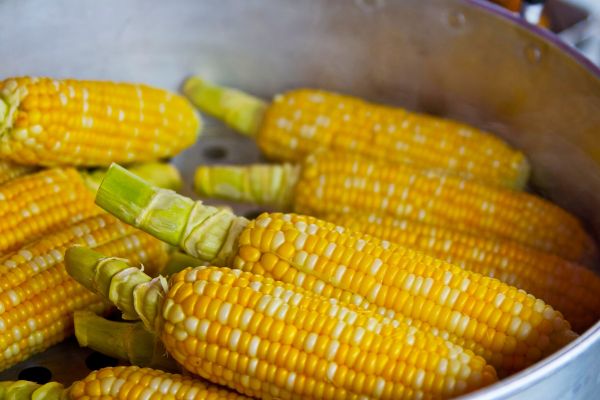 Amazon Deforestation Is Linked To Lower Corn Yields In Brazil, Study Says