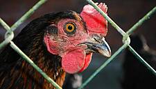 Chicken Producers Asked For Affidavits Confirming Price Data