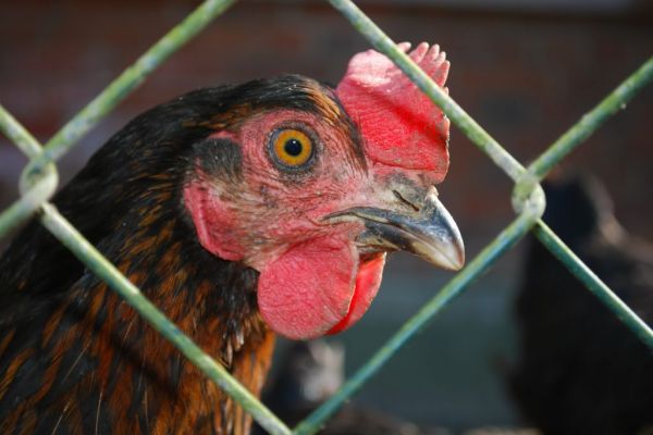 US Tells UK To Stop Saying American Chicken Isn't Safe To Eat