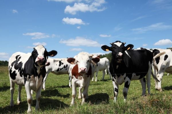 Fonterra Maintains Milk Price Forecast Despite Kiwi Strength