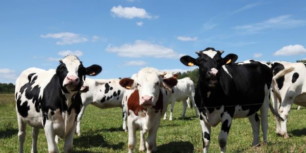 Fonterra Maintains Milk Price Forecast Despite Kiwi Strength