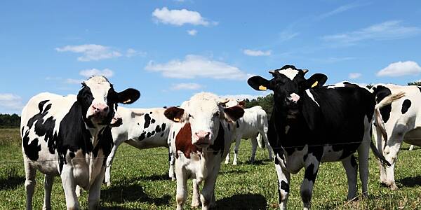 Fonterra Maintains Milk Price Forecast Despite Kiwi Strength