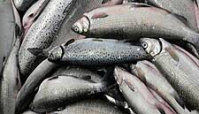 EU Agrees On Rules For More Sustainable Fishing In Deep Sea Waters