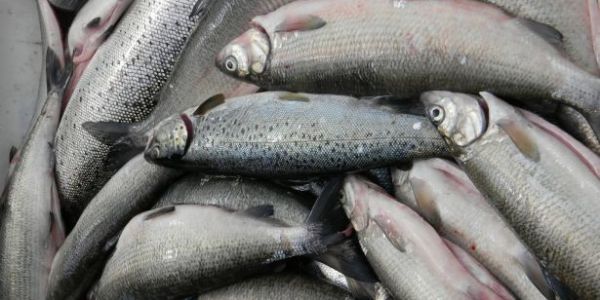EU Agrees On Rules For More Sustainable Fishing In Deep Sea Waters