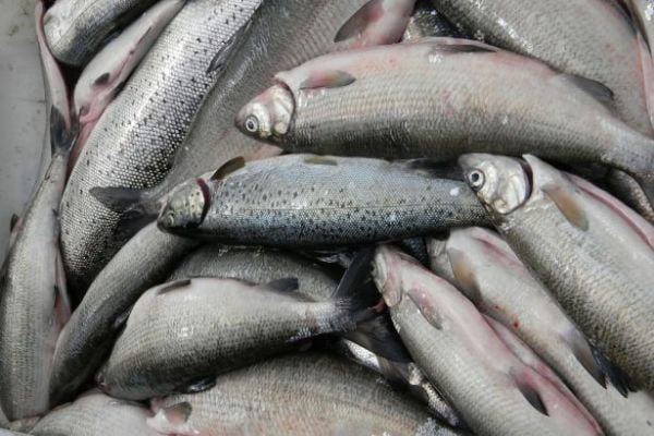 Deadlock Over Fish As UK And France Spar Over Brexit Deal