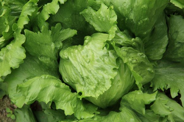 Spain Confirmed As The World's Largest Exporter Of Lettuce