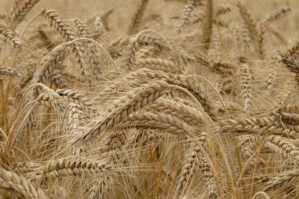 In The Wheat Market, Protein Is At A Premium
