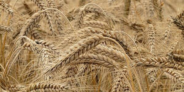 Italy Wheat Production Seen Down 15% On Drought Risks: Farm Group