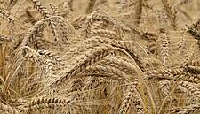 Ukraine Weekly Wheat Seaport Exports Fall Sharply: APK-Inform