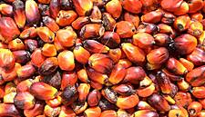 EU Risks 'Trade War' With Malaysia Over Palm Oil