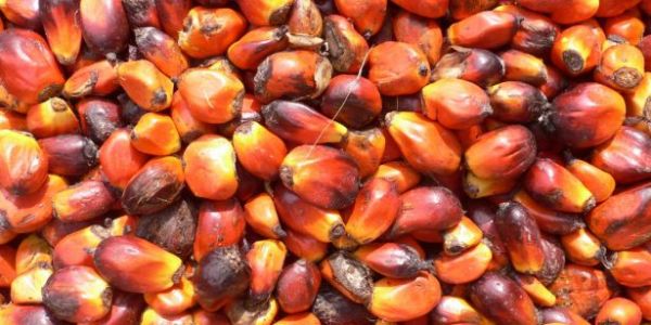 Major Palm Oil Manufacturer Says Q1 Net Profit Down 25%