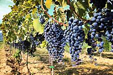 Winemakers Warn Of A Coming Burgundy ‘Apocalypse’