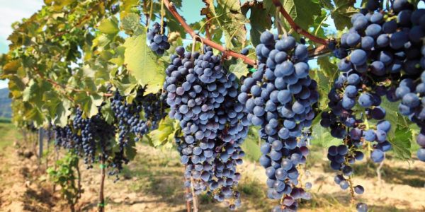 Bordeaux First-Growth Price Increases Reach 60% For 2015 Vintage