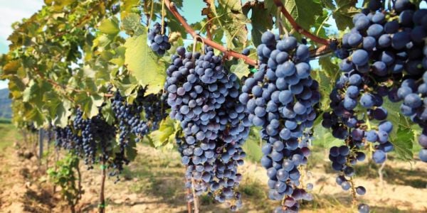 Italian Wine Exports Drop 4.4% In Volume and 7.3% In Value