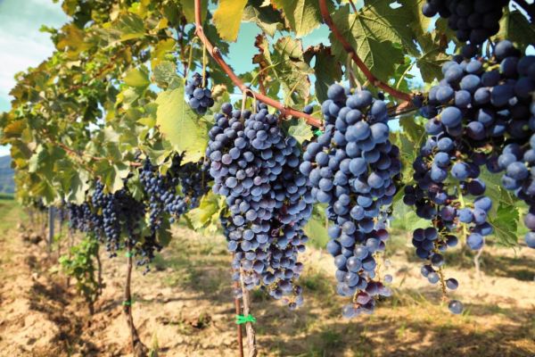 Italy Set For Historical Record For Wine Exports