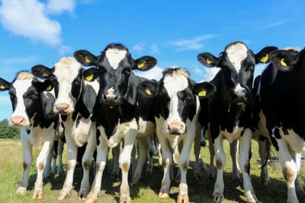 Global Dairy Prices Fall, Muted By Ramped-Up New Zealand Supply