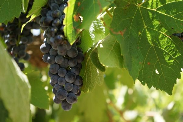 FEV: Uncertainty In Spanish Wine Sector After Brexit