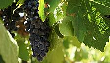 Counterfeit Wines And Spirits Cost EU Businesses €1.3 Billion A Year