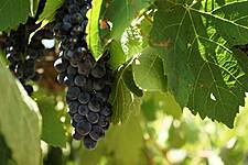 Italy Still The Leading Supplier Of Wines To The US