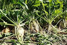 France To Ease Pesticide Ban For Sugar Beet To Curb Crop Losses