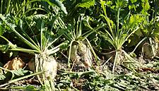 France To Ease Pesticide Ban For Sugar Beet To Curb Crop Losses
