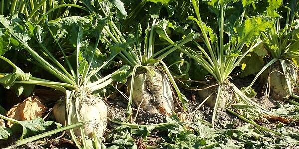 EU Beet Crop Needs More Sun To Boost Sugar Content