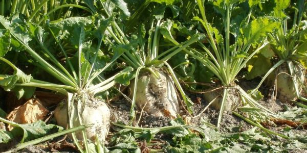 EU Farmers Battle Parched Soil To Harvest Smaller Sugar Beet Crop