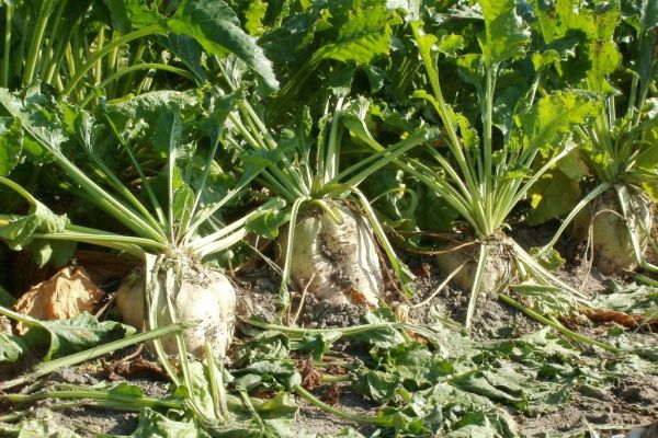 Record French Downpours Causing Delays To Sugar Beet Growth