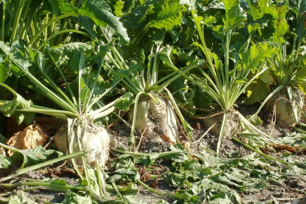 EU Farmers Battle Parched Soil To Harvest Smaller Sugar Beet Crop