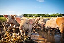 Netto Marken-Discount Pledges Better Animal Welfare Standards