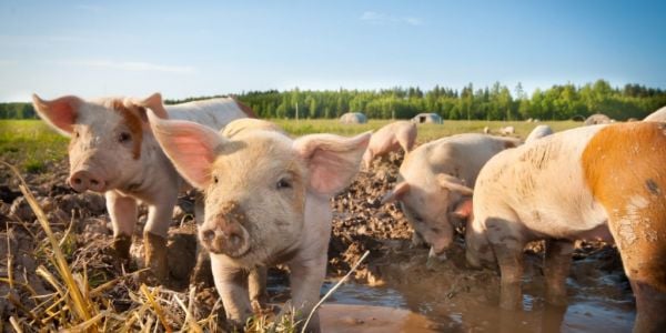 Colruyt Group Announces 100% Organic Belgian Pork Supply Chain