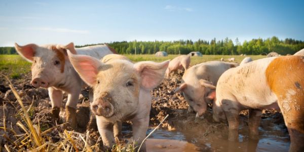 German Pig Prices Shrug Off Import Bans After Swine Fever Case