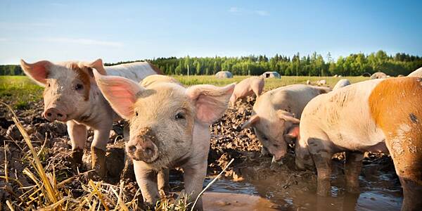 Philippines Bans Pig Imports From Laos Due To Swine Fever: WTO