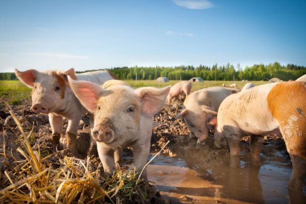 German Pig Prices Shrug Off Import Bans After Swine Fever Case