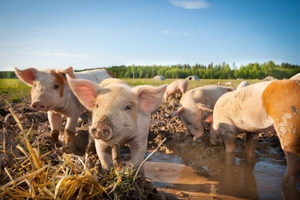 UK’s The Co-operative Switches To 100% Outdoor-Bred Pork
