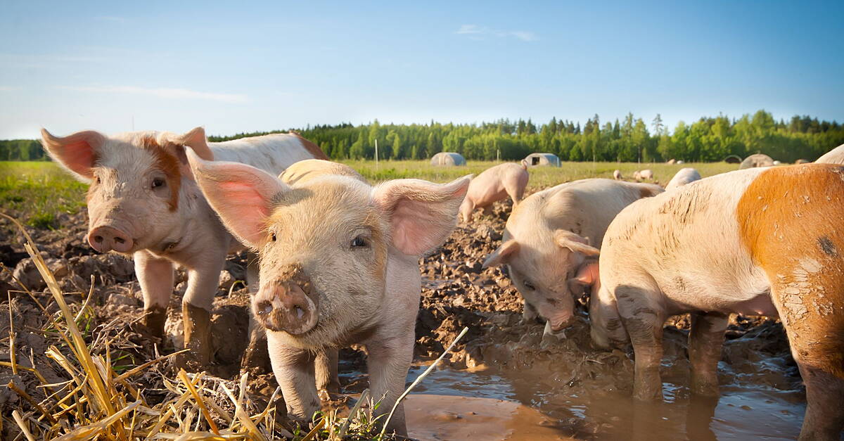 China's Big Pig Breeders Dig In As Losses And Debts Mount - Vimarsana News