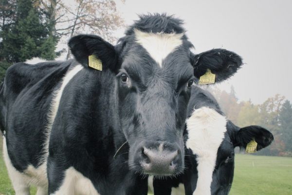 Facial Recognition For Cows Is Latest Cargill-Backed Tech Idea