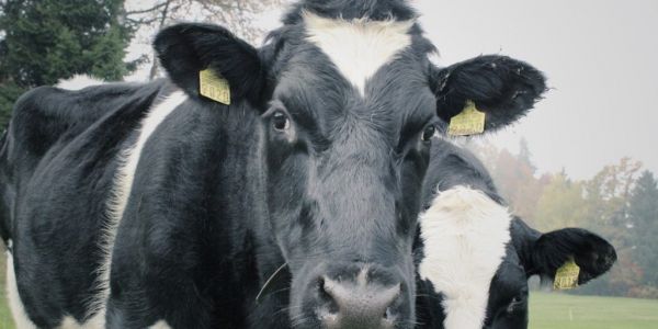 Facial Recognition For Cows Is Latest Cargill-Backed Tech Idea